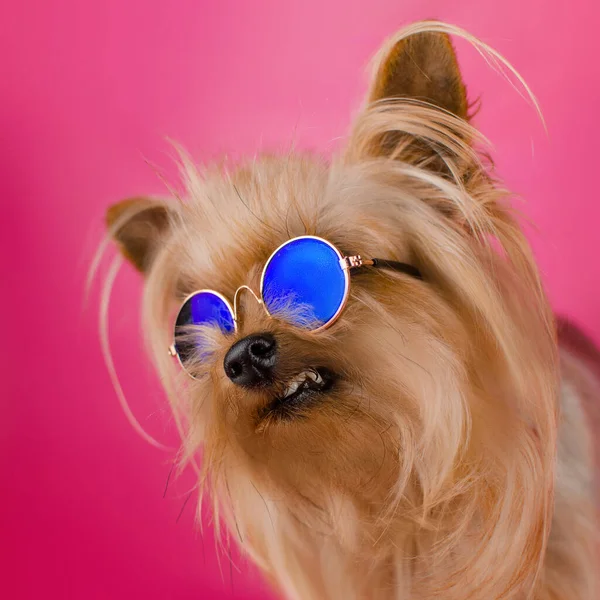 Yorkshire Terrier Dog Cool Bright Photo Pink Background Cute Pet — Stock Photo, Image