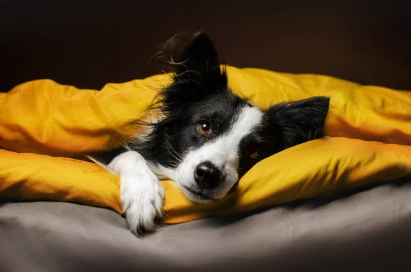Schattig Huisdieren Foto Helder Geel Achtergrond Grens Collie Hond Koesteren — Stockfoto