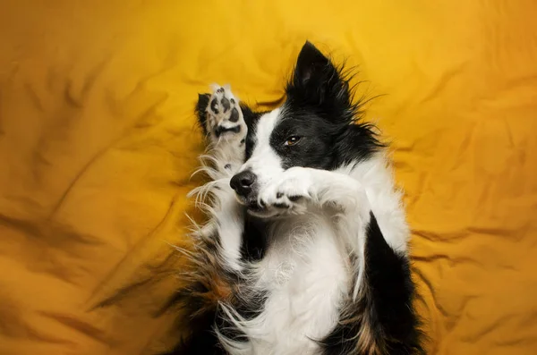 Милые Домашние Животные Фото Ярко Желтый Фон Границы Колли Собака — стоковое фото