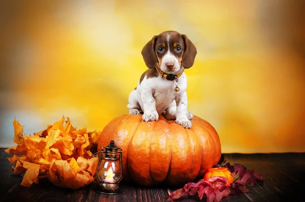 Perro Dachshund Perrito Lindo Halloween Foto Otoño Tema Mascota Retrato —  Fotos de Stock