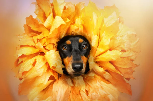 Cachorro Cão Dachshund Bonito Halloween Foto Outono Tema Pet Retrato — Fotografia de Stock