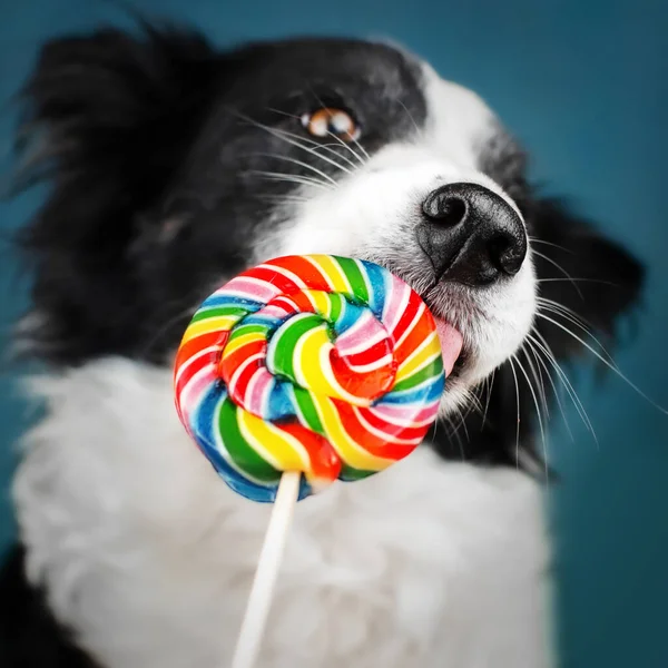 Border Collie Hond Mooi Portret Een Blauwe Achtergrond Likt Snoep — Stockfoto