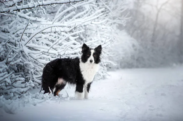 Border Collie Dog Snow Walk Forest Magical Winter Day Pet — Stock Photo, Image