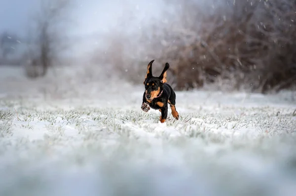 Dackel Welpe Magische Winter Foto Schöne Licht Schöne Hund Portrait — Stockfoto