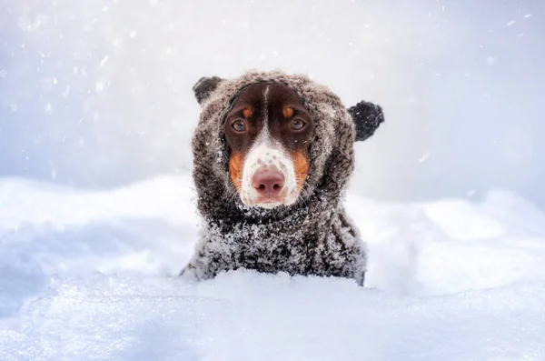 Dachshund Filhote Cachorro Peibold Uma Caminhada Inverno Retrato Nevado Chapéu — Fotografia de Stock