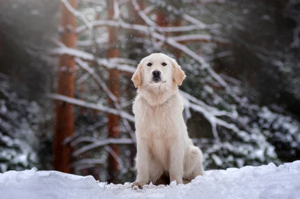 Golden Retriever Cão Neve Passeio Floresta Mágico Dia Inverno Com — Fotografia de Stock