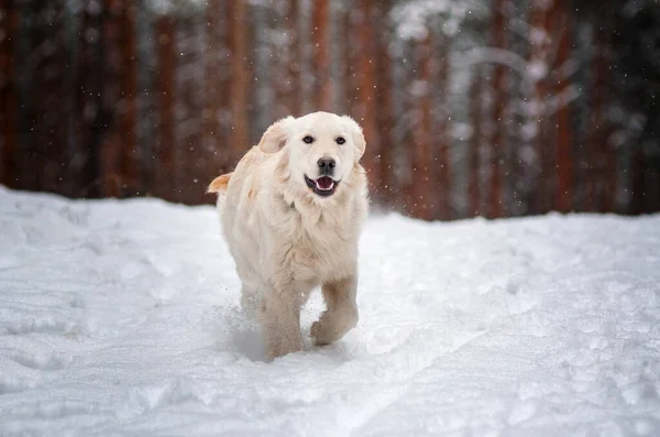 Golden Retriever Perro Paseo Nieve Bosque Mágico Día Invierno Con — Foto de Stock