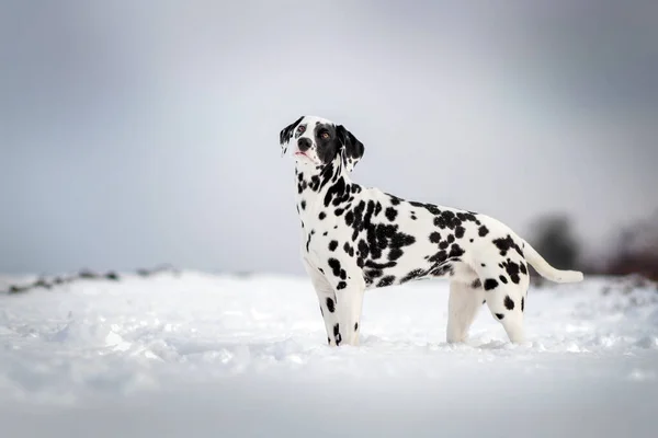 Dalmatyński Pies Zabawy Spacer Zwierzakiem Śnieżnej Zimie — Zdjęcie stockowe