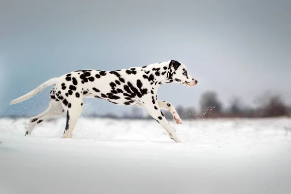 Далматинская Собака Весело Гуляет Домашним Любимцем Снежную Зиму — стоковое фото