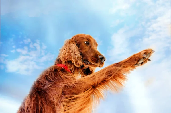 Красивая Собака Ирландский Сеттер Породы Портрет Красный Цвет Прогулки Городу — стоковое фото