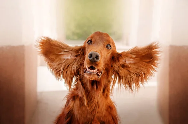 Cão Bonito Setter Irlandês Raça Retrato Cor Vermelha Para Passeio — Fotografia de Stock