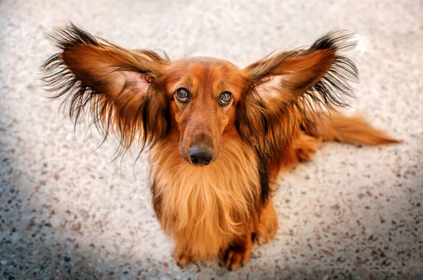Bonito Cão Retrato Raça Cabelos Compridos Dachshund Cor Vermelha Passeio — Fotografia de Stock