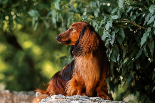 Bonito Cão Retrato Raça Cabelos Compridos Dachshund Cor Vermelha Passeio — Fotografia de Stock