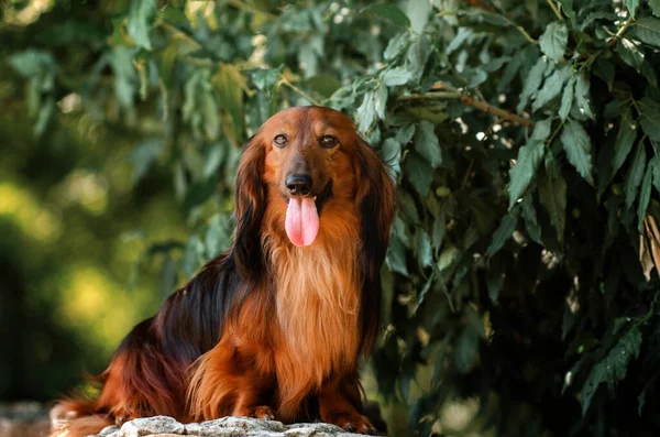 Güzel Köpek Portresi Uzun Saçlı Kırmızı Renkli Bir Dachshund Şehir — Stok fotoğraf
