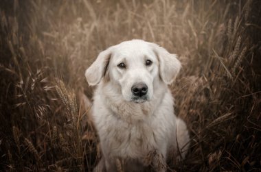 Golden retriever köpeği. Güzel bir portre. Doğa yürüyüşü.