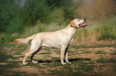 Şirin köpek yavrusu Labrador eğlenceli Mutlu köpek yürüyüşe