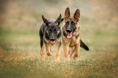Alman çoban köpeği, şirin köpek yavruları. Çayırda oynayan sevimli bir portre.