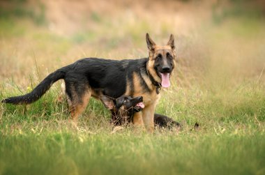 Alman çoban köpeği, şirin köpek yavruları. Çayırda oynayan sevimli bir portre.