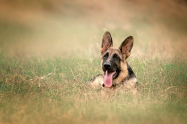 Alman çoban köpeği, şirin köpek yavruları. Çayırda oynayan sevimli bir portre.