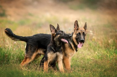 Alman çoban köpeği, şirin köpek yavruları. Çayırda oynayan sevimli bir portre.