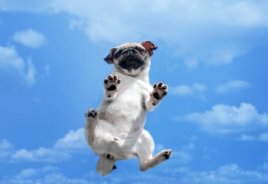 pug puppy komik fotoğraf cam üzerinde