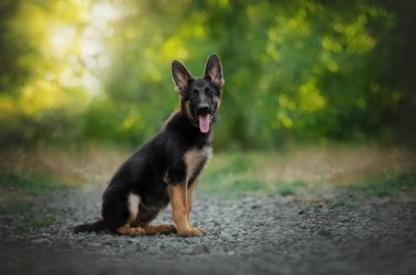 Tatlı Alman çoban köpeği gün batımında yürüyor.