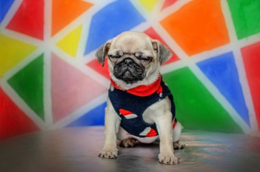 pug puppy şirin çocuk parlak fotoğraf güzel portre