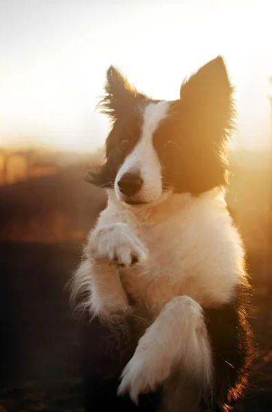 Утренний Портрет Собаки Колли Волшебным Светом Рассвета — стоковое фото