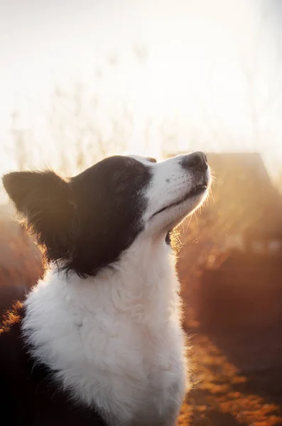 Ochtend Portret Van Een Border Collie Hond Met Het Magische — Stockfoto