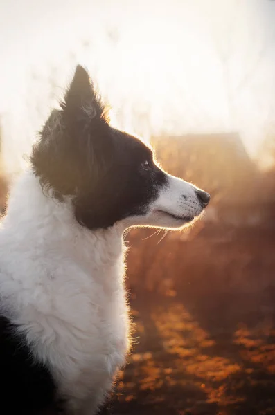 Morgen Portræt Grænse Collie Hund Med Den Magiske Lys Daggry - Stock-foto