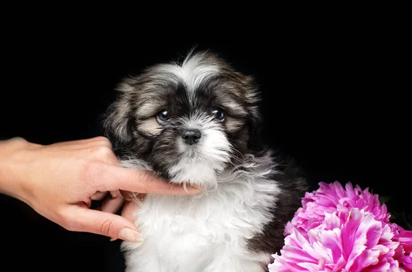 Shih Tzu Welpen Niedliche Hunde Wunderschöne Studiofotos Auf Schwarzem Hintergrund — Stockfoto