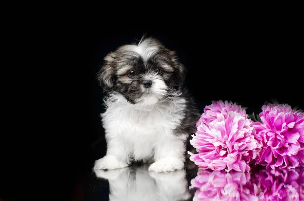Shih Tzu Puppies Schattig Honden Prachtige Studio Foto Een Zwarte — Stockfoto