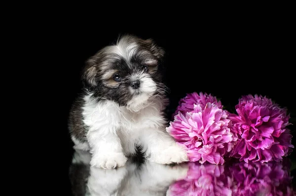 Shih Tzu Cachorros Lindos Perros Magníficas Fotos Estudio Sobre Fondo —  Fotos de Stock