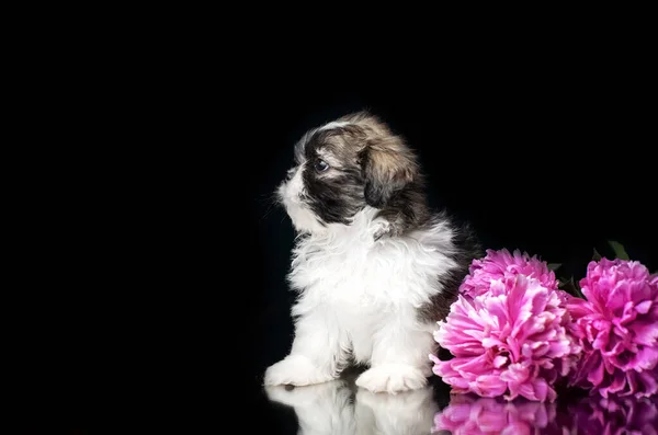 Shih Tzu Κουτάβια Χαριτωμένα Σκυλιά Πανέμορφο Στούντιο Φωτογραφίες Μαύρο Φόντο — Φωτογραφία Αρχείου
