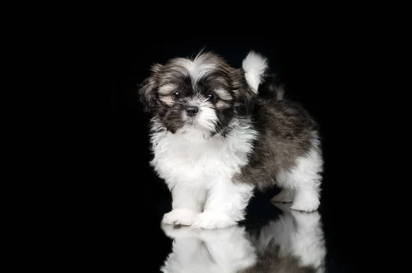 Shih Tzu Cachorros Bonito Cães Lindo Estúdio Fotos Fundo Preto — Fotografia de Stock