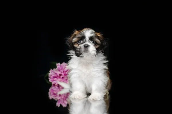 Shih Tzu Κουτάβια Χαριτωμένα Σκυλιά Πανέμορφο Στούντιο Φωτογραφίες Μαύρο Φόντο — Φωτογραφία Αρχείου