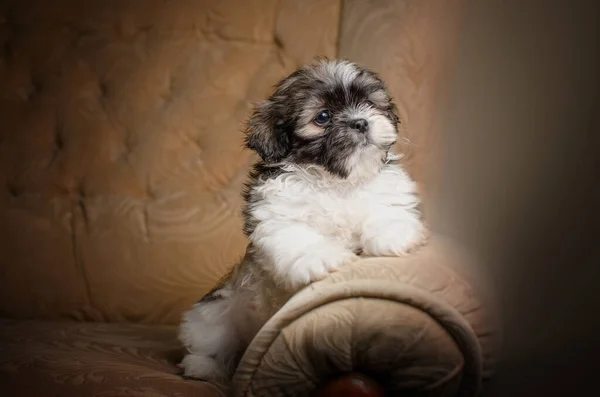 谢祖秀小狗可爱的狗华丽的摄影棚画像一只小狗 — 图库照片