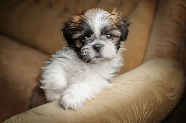 Shih Tzu Puppies Cute Dogs Gorgeous Studio Photo Portrait Puppy — 스톡 사진