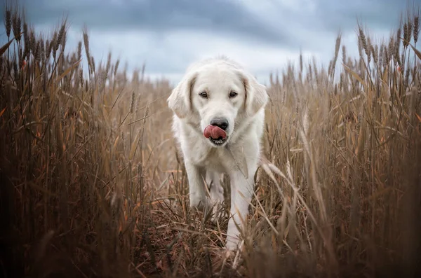 Golden Retriever Cão Bonito Retrato Natureza Andar Bonito Fundo — Fotografia de Stock
