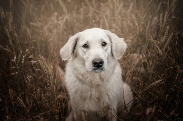 Golden Retriever Hund Schön Porträt Natur Spaziergang Schön Hintergrund — Stockfoto