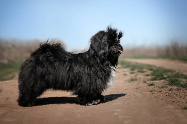 Shih Tzu Valp Svart Färg Promenad Naturen Söt Hund — Stockfoto