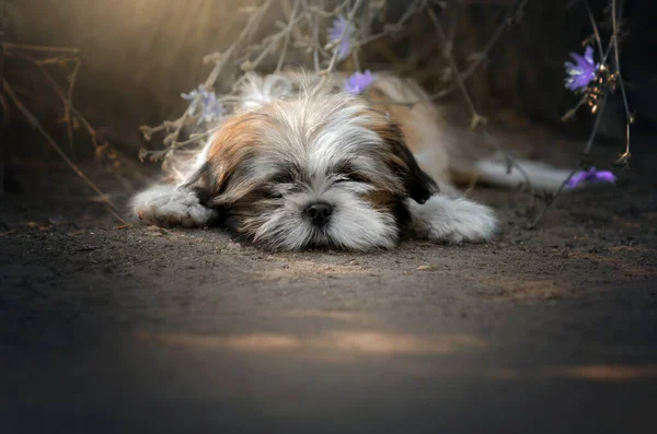 Shih Tzu Lindo Cachorro Expresivo Mirada Encantador Retrato — Foto de Stock