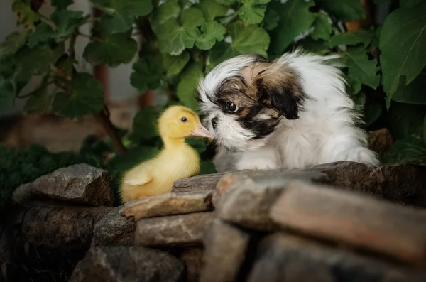 Shih Tzu Schattig Eendje Puppy Vriendschap Baby Dieren — Stockfoto