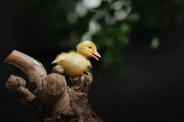 Şirin Ördek Yavrusu Sihirli Portre Kuşu — Stok fotoğraf