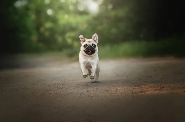 Pug Puppy Ilık Bahar Köpek Portresi — Stok fotoğraf