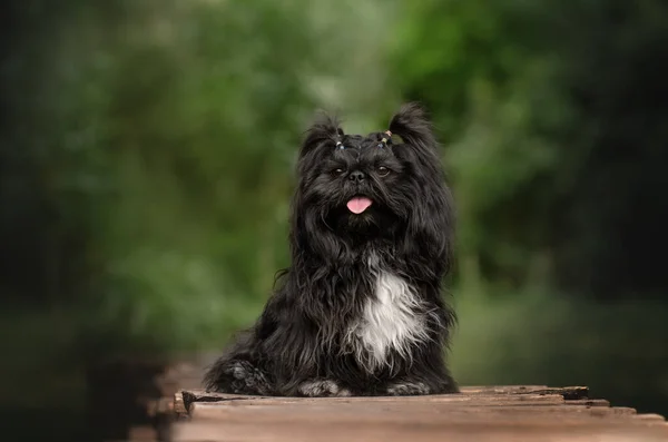 Shih Tzu Köpek Güzel Portre Komik Yürüyüş Dışarıda Güzel Arka — Stok fotoğraf