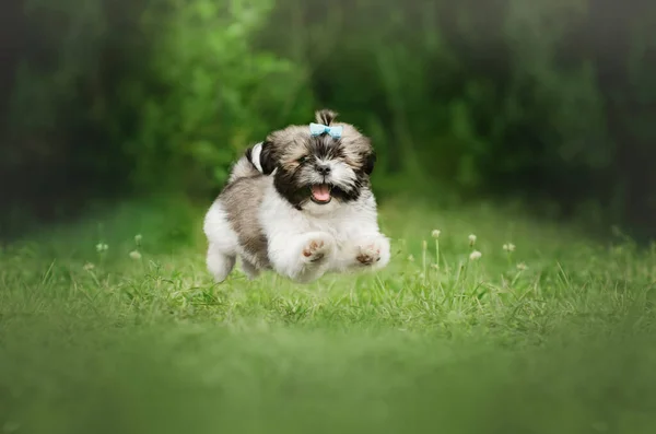 Şirin Köpek Yavrusu Etkileyici Güzel Bir Portre — Stok fotoğraf