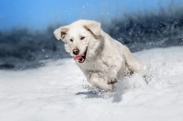 Golden Retriever Perro Divertido Paseo Nieve — Foto de Stock