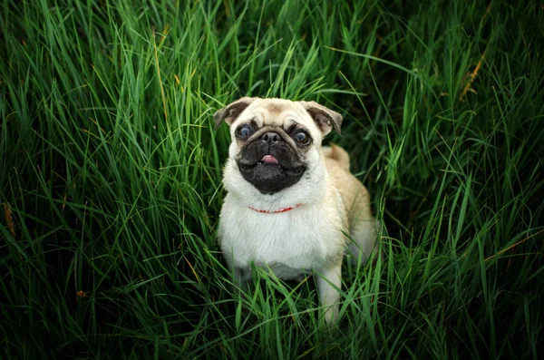 Mops Szczeniak Ciepły Wiosna Pies Portret — Zdjęcie stockowe