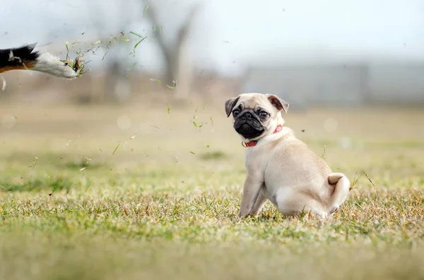 Pug Puppy Warm Voorjaar Hond Portret — Stockfoto